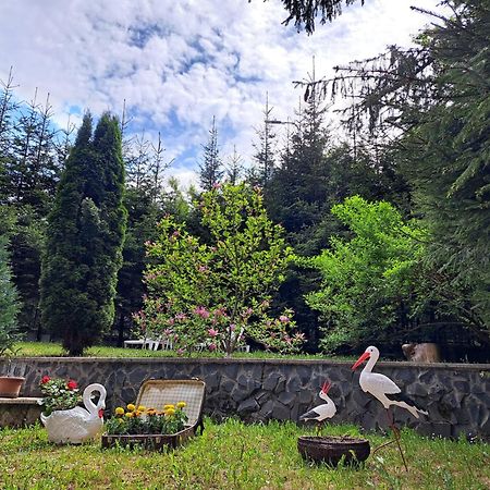 Pensiunea Colina Poiana Brasov Buitenkant foto
